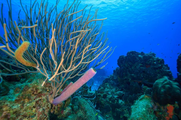 Recifes Coral Das Caraíbas Largo Costa Ilha Bonaire — Fotografia de Stock