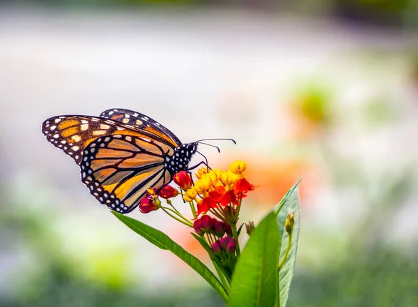 Monarch Butterfly Danaus Plexippus Молочная Бабочка Семейства Nymphalidae — стоковое фото