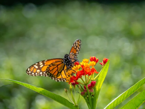 Monarchfalter Danaus Plexippus Ist Ein Schmetterling Aus Der Familie Der — Stockfoto