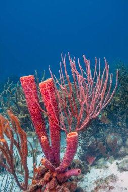 Bonaire adasının kıyısındaki Karayip mercan resifleri