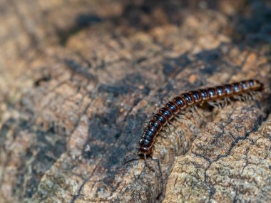 Lithobius forficatus, Lithobiidae familyasından bir kırkayak türü.