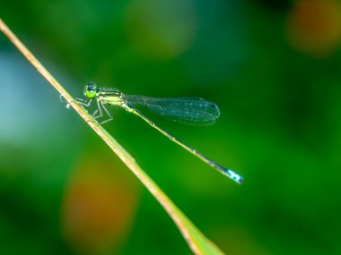 Kızböcekleri, Odonata sırasına göre Zygoptera alt sınırının böcekleridir.. 