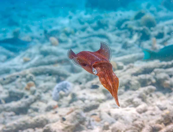 Calamar Arrecife Caribeño Sepioteuthis Sepioidea Comúnmente Llamado Calamar Arrecife — Foto de Stock