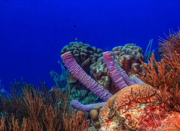 Recifes Coral Das Caraíbas Largo Costa Ilha Bonaire — Fotografia de Stock