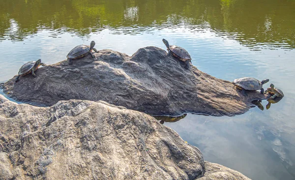 Geschilderde Schildpad Chrysemys Picta Meest Voorkomende Inheemse Schildpad Van Noord — Stockfoto