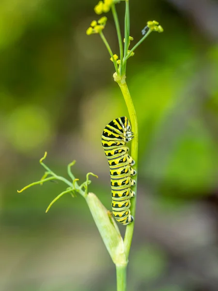 Lagartas São Fase Larval Dos Membros Ordem Lepidoptera — Fotografia de Stock