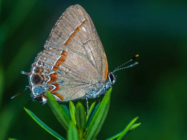 Red Banded Hairstreak Calycopis Cecrops Uma Borboleta — Fotografia de Stock