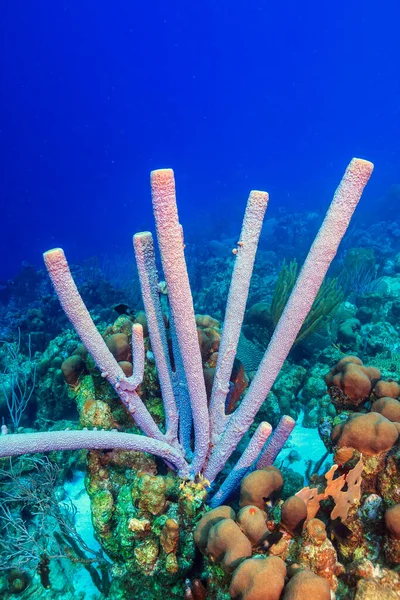 Arrecife Coral Del Caribe Frente Costa Isla Bonaire —  Fotos de Stock