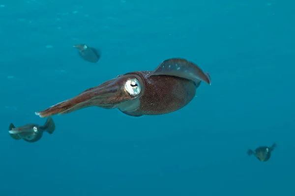 산호초 오징어라고 불리는 세균성 침엽수 오징어 — 스톡 사진