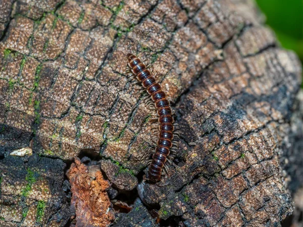 Lithobius Forficatus Más Comúnmente Conocido Como Ciempiés Marrón Ciempiés Piedra — Foto de Stock