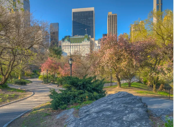 Primavera Central Park New York Con Ciliegi Mattino — Foto Stock