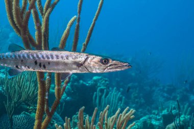 Büyük barakuda (