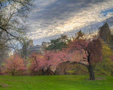 Baharda Central Park, New York 'ta kiraz ağaçları 