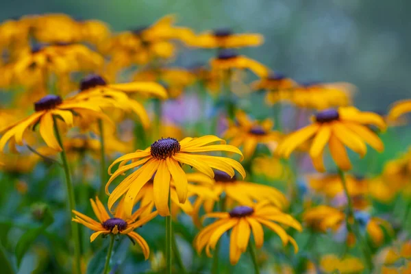 Bellis Perennis Arter Tusensköna Familjen Asteraceae Som Ofta Anses Vara — Stockfoto