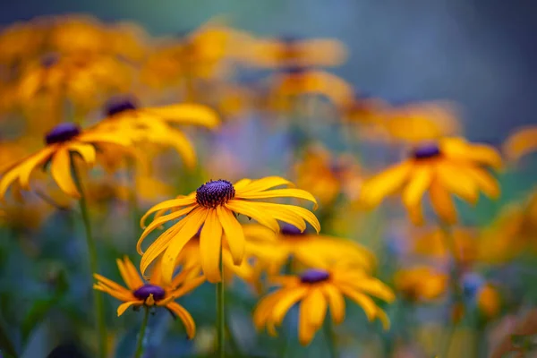 벨리스 Bellis Perennis 데이지 Daisy 일종으로 원산지로 여겨진다 — 스톡 사진