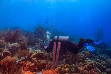 Bonaire adasının kıyısındaki Karayip mercan resifleri