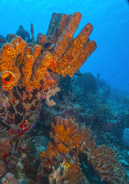 Arrecife Coral Del Caribe Frente Costa Isla Bonaire —  Fotos de Stock