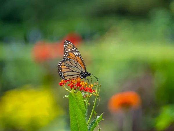 Monarcha Motyl Danaus Plexippus Motyl Rodziny Nymphalidae — Zdjęcie stockowe