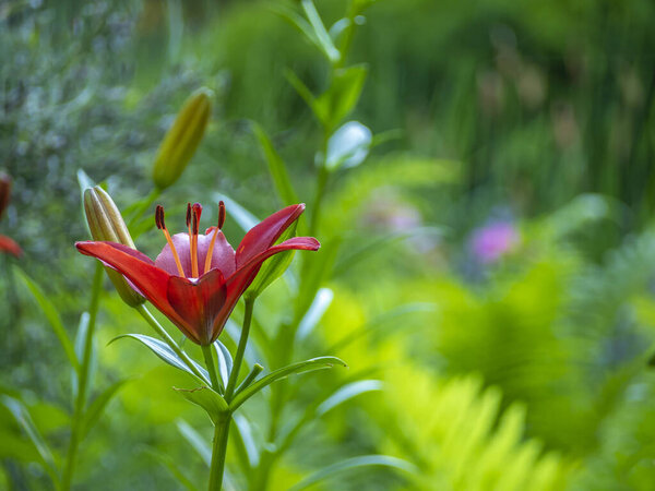 Daylily in park garden in summer