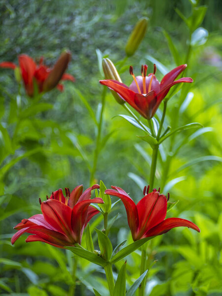 Daylily in park garden in summer