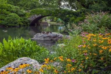 Baharda Central Park 'taki Gapstow Köprüsü' nde sarı papatya