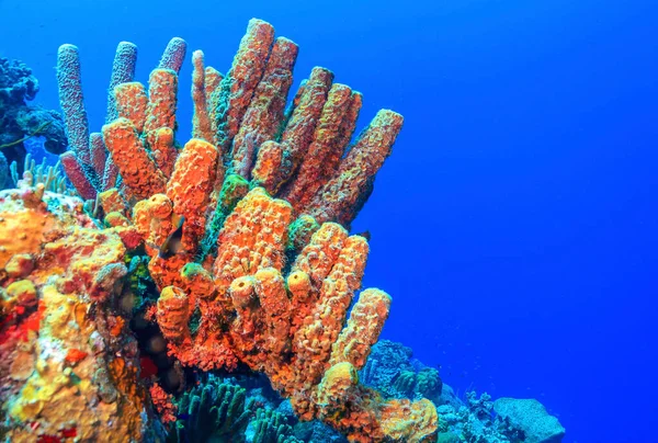 Barriera Corallina Dei Caraibi Largo Della Costa Dell Isola Bonaire — Foto Stock