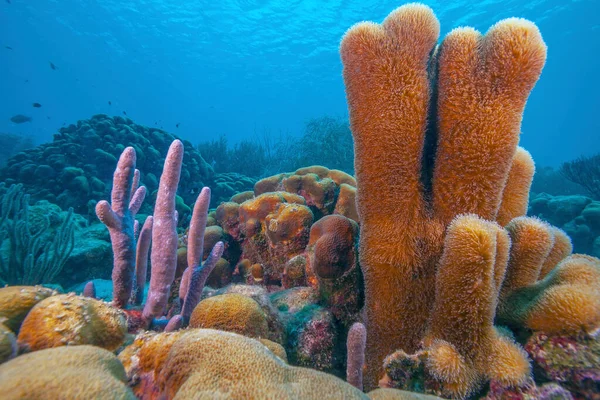 Recifes Coral Das Caraíbas Largo Costa Ilha Bonaire — Fotografia de Stock