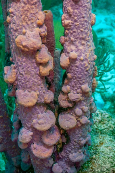 Aplysinas Bågskytte Spissvamp Rörsvamp Långt Rör Struktur Cylindriskt Undervatten Korallrev — Stockfoto