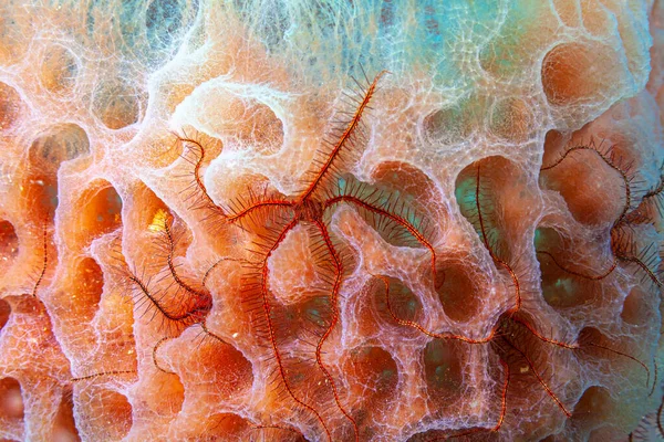 Callyspongia Plicifera Azure Vase Sponge Species Sea Sponge Belonging Family — Stock Photo, Image