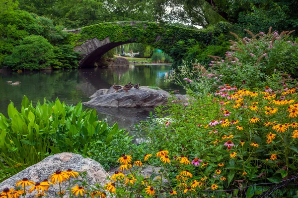 Gapstow Bridge Central Park Våren Med Gul Tusensköna — Stockfoto