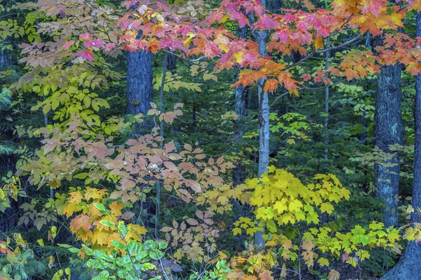 Осенняя Осенняя Листва Лесу — стоковое фото