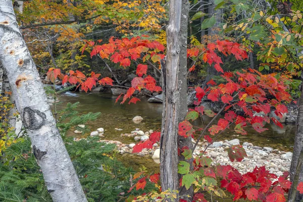 Autumn Fall Foliage Forest — Stock Photo, Image