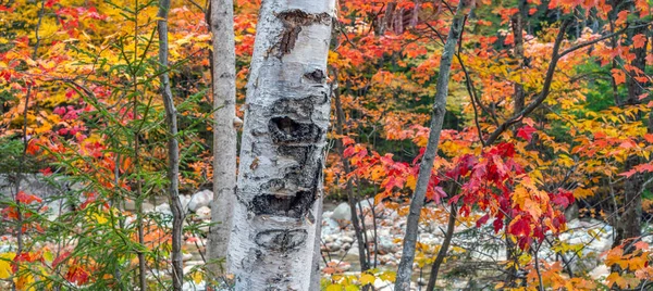 Autumn Fall Foliage Forest — Stock Photo, Image