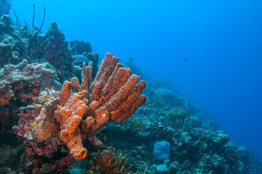 Bonaire adasının kıyısındaki Karayip mercan resifleri