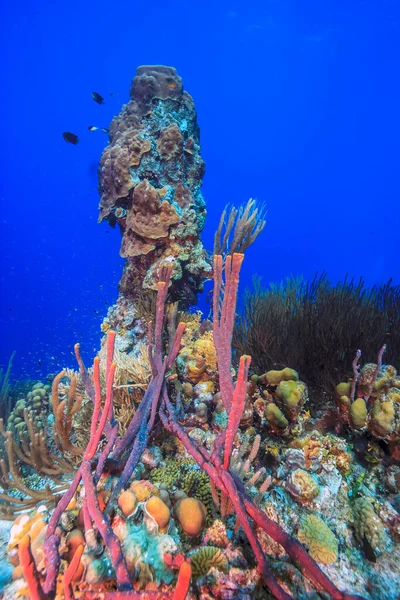 Arrecife Coral Del Caribe Frente Costa Isla Bonaire —  Fotos de Stock