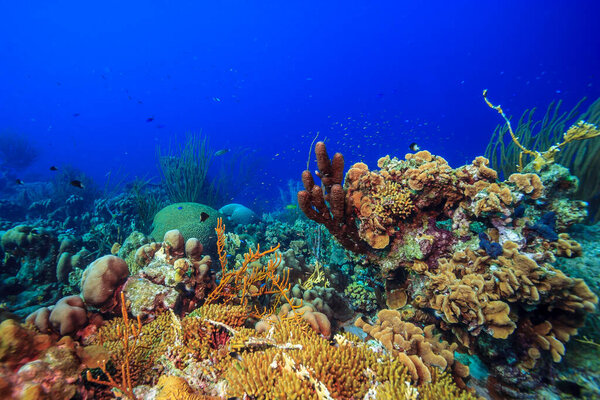 Caribbean coral reef off the coast of the island of Bonaire