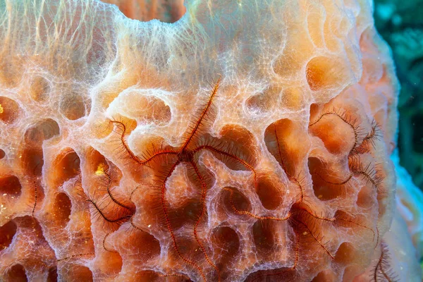 Callyspongia Plicifera Azure Vase Sponge Species Sea Sponge Belonging Family — Stock Photo, Image