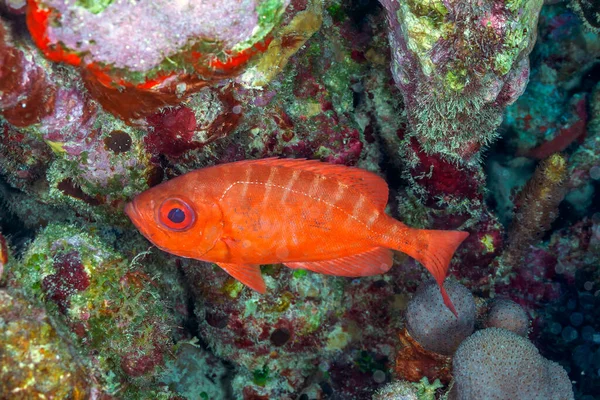 Recifes Coral Das Caraíbas Priacanthidae Bigeyes — Fotografia de Stock