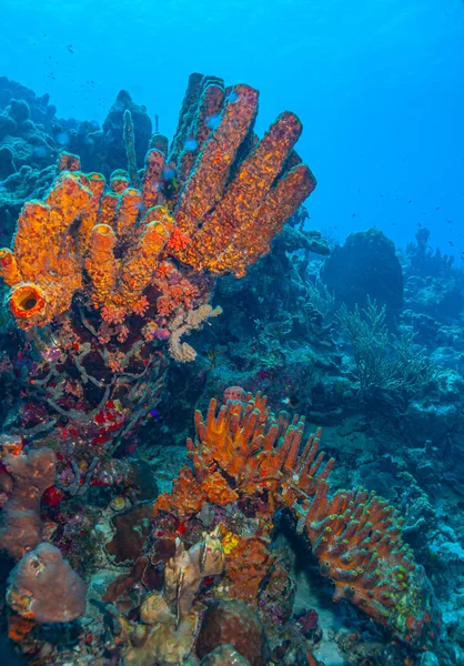 Karibiskt Korallrev Utanför Bonaires Kust — Stockfoto