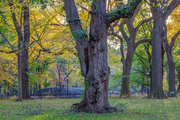 Central Park New York City Ősszel — Stock Fotó