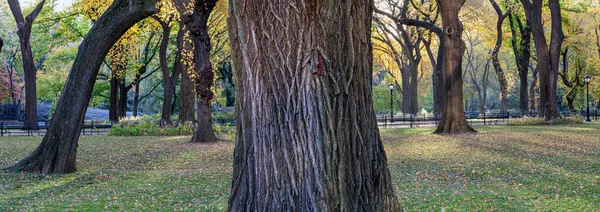 Central Park New York City Ősszel — Stock Fotó