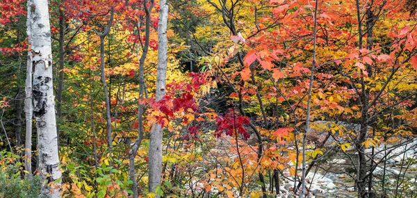 Autumn Fall Foliage Forest — Stock Photo, Image