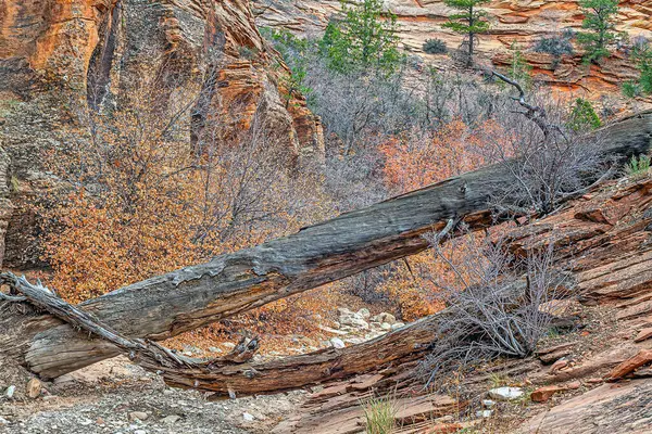 Zion National Park American National Park Located Southwestern Utah Town — Stock Photo, Image