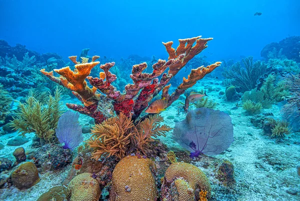 Coral Staghorn Acropora Cervicornis Coral Ramificado Pedregoso Fotos de stock libres de derechos