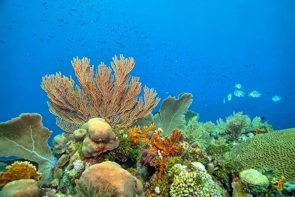 Caraïbisch Koraalrif Voor Kust Van Bonaire Stockfoto