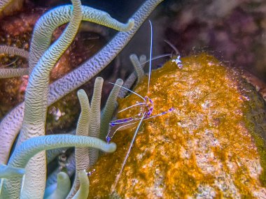 Ancylomenes pedersoni, bazen Pederson karidesi olarak da bilinir.