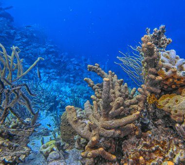 Bonaire adasının kıyısındaki Karayip mercan resifleri