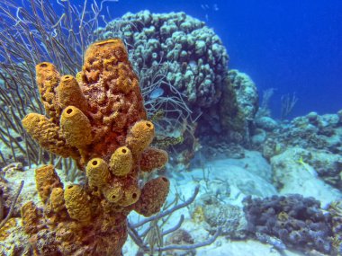 Bonaire adasının kıyısındaki Karayip mercan resifleri