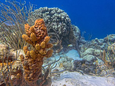 Bonaire adasının kıyısındaki Karayip mercan resifleri