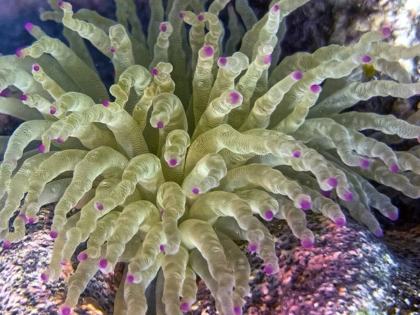 Deniz şakayıkları, Aktiniaria takımının yırtıcı hayvanlarından oluşan bir gruptur. Onlara anemonun adını vermişler.